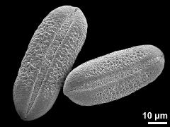 dry pollen grains