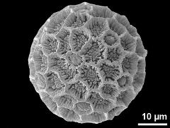 hydrated pollen