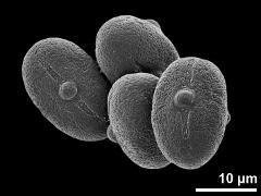 hydrated pollen grains