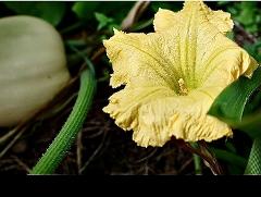 flower(s),male flower