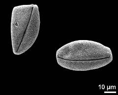 dry pollen grains