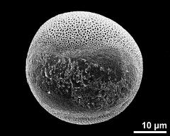 hydrated pollen grain