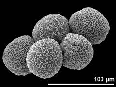 hydrated pollen