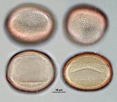 hydrated pollen