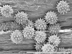 hydrated pollen grains