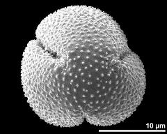 polar view (dry pollen grain)