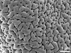 exine surface of dry pollen grain