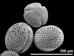 dry pollen grains