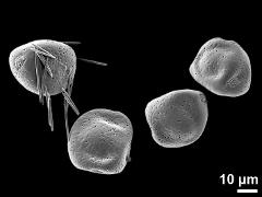 dry pollen grains