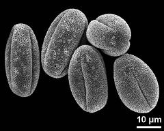 dry pollen grains