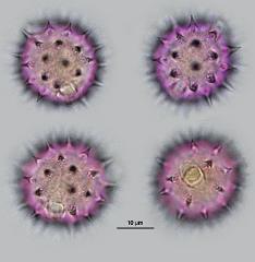 hydrated pollen