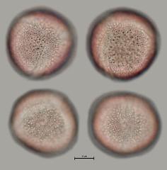 hydrated pollen