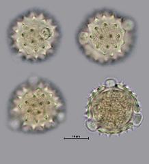 hydrated pollen