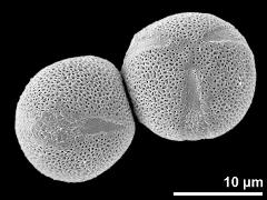 hydrated pollen grains (long-styled morph)