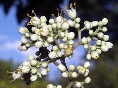 inflorescence(s)