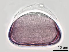 hydrated pollen,equatorial view