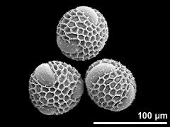 hydrated pollen grains