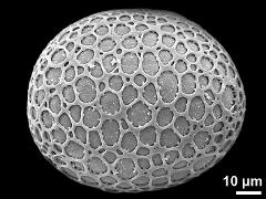 polar proximal view