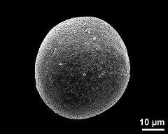 hydrated pollen grain