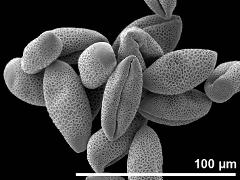 dry pollen