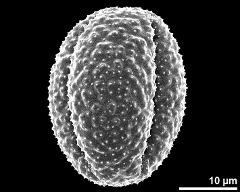 dry pollen grain in equatorial view