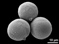 hydrated pollen grains