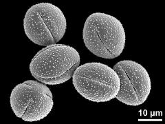 dry pollen grains