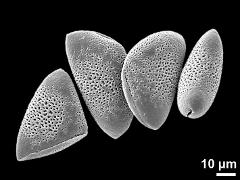 dry pollen grains