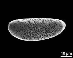 dry pollen grain in polar view (distal)