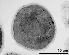 pollen grain in cross section