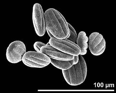 dry pollen grains