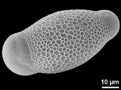 hydrated pollen