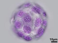 hydrated pollen