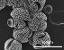 acetolyzed pollen
