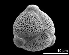 hydrated pollen grain in slightly oblique polar view