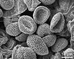 dry pollen grains