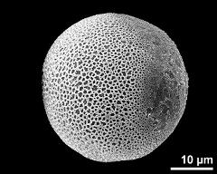 hydrated pollen grain