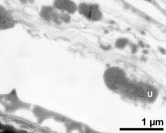 tapetum cells with Ubisch bodies (U)