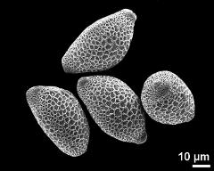 hydrated pollen grains