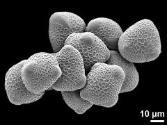 hydrated pollen grains