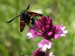 flowers of Anacamptis pyramidalis (with Zygaena filipendulae)