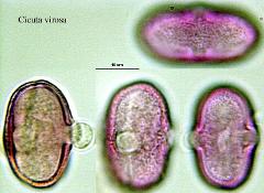 hydrated pollen