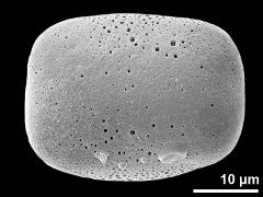 polar proximal view