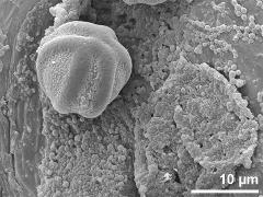 pollen grain on locular wall with Ubisch bodies