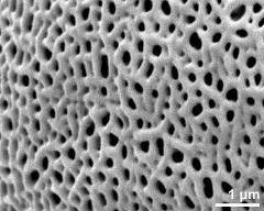 detail of exine surface