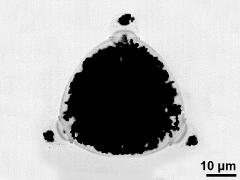 polar view,starch grains in cytoplasm and apertural protrusions