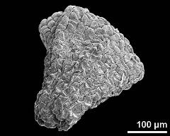 massula (formed by tetrads)