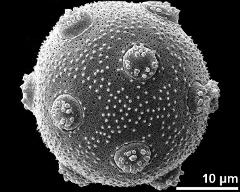 hydrated pollen grain