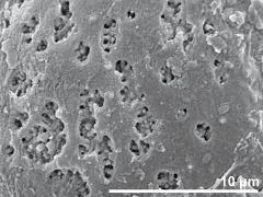 hydrated pollen,exine surface