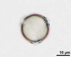 hydrated pollen grain in polar view